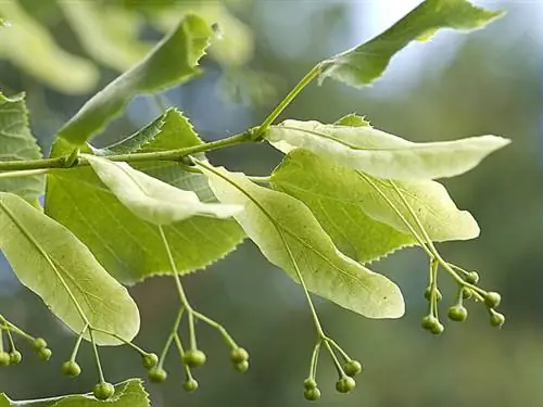 Липа Генри (Tilia henryana)