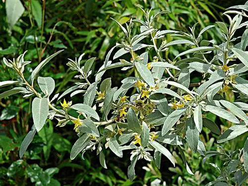 Богемская олива (Elægnus angustifolia)