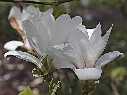 Магнолия Галиссоньер (Magnolia grandiflora Galinassoniensis)