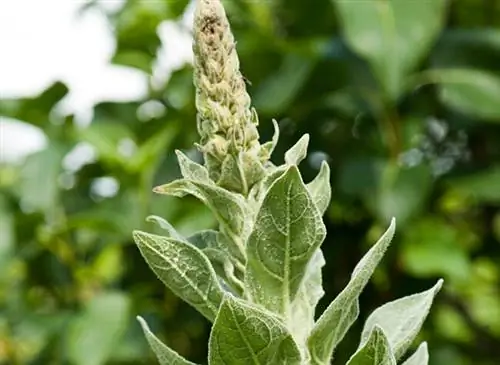Белый бульон (Verbascum thapsus)