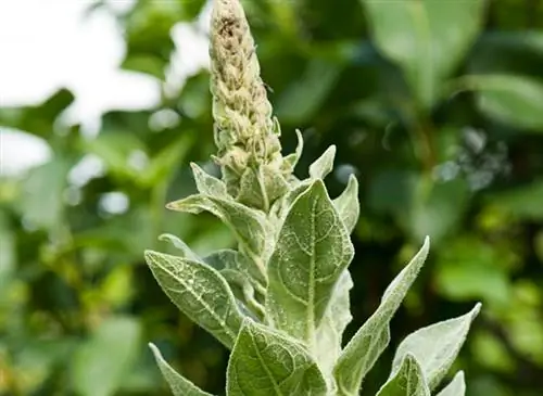 Мои рецепты хорошего самочувствия: белый отвар (Verbascum thapsus)
