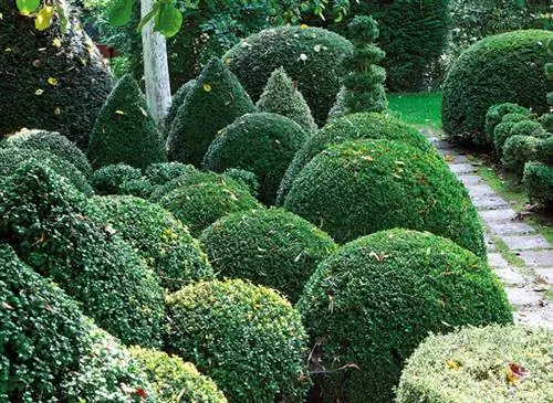 Топиарное искусство: лепим деревья и кустарники