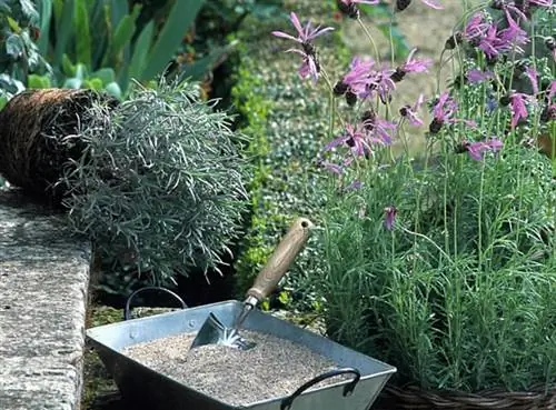 Весной посадите лаванду.