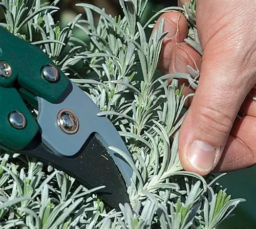 Летняя обрезка и уход за лавандой