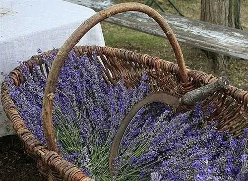 Сбор лаванды