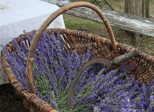 Собирайте и храните лаванду