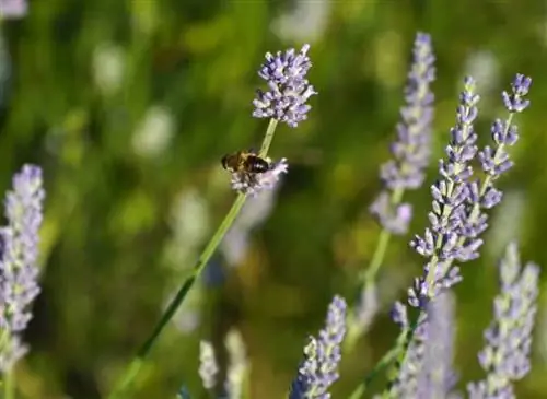 Установите в огороде лаванду, медоносный кустарник