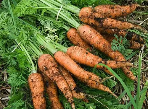 морковь после сбора урожая
