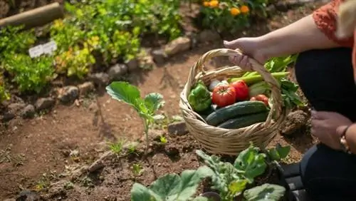 Волна жары: советы, как защитить огород