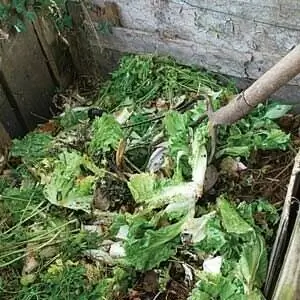 Когда и для каких огородных растений использовать компост?