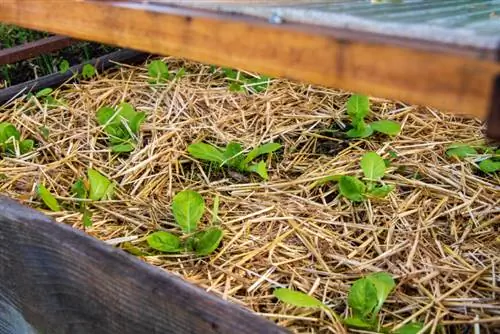 Салаты под мульчей