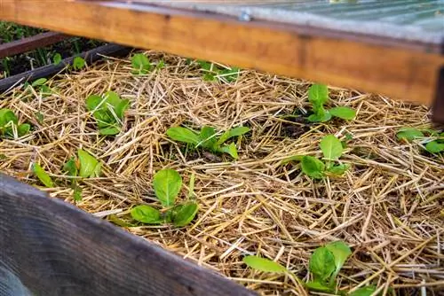 Как выращивать мульчу, чтобы экономить воду в саду?