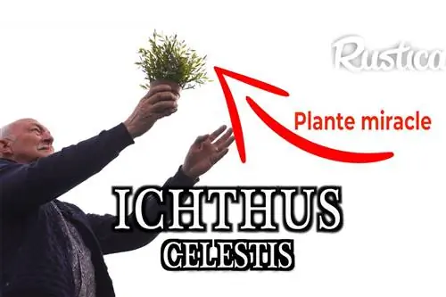 Выращивайте ихтус целестис с 1 апреля