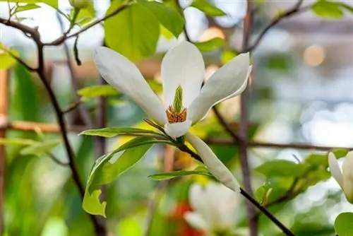 весенняя магнолия