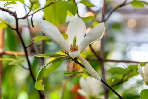 цветок глицинии весна