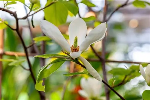 Какие весенние растения и цветы самые красивые?