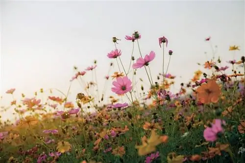 5 советов, как получить цветы, не тратя слишком много