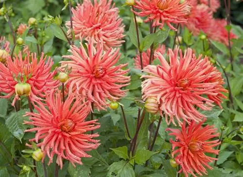 Георгины в саду художника Андре Ван Бека