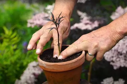 Размножение бузины черной: советы и метод