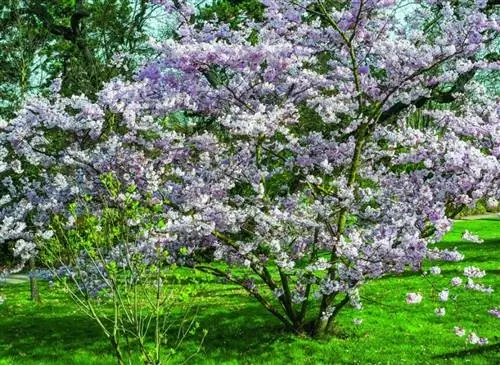 Цветение вишни / Парк Багатель