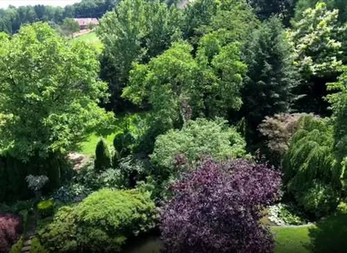 Ветер ослабевает среди деревьев