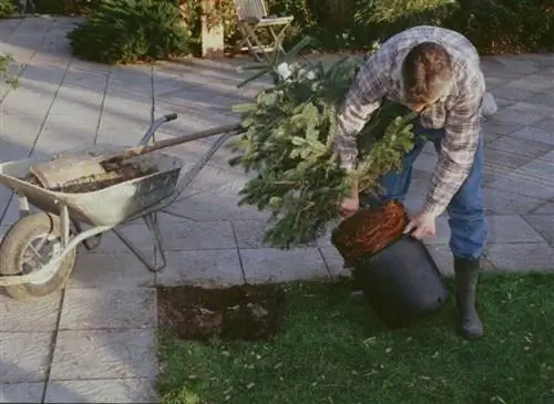 Посадка хвойного дерева