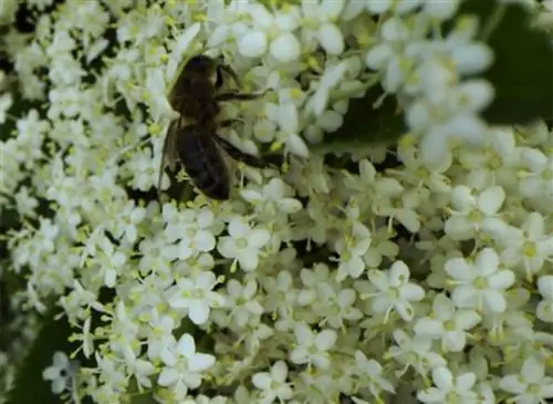 Бузина черная, полезное дерево
