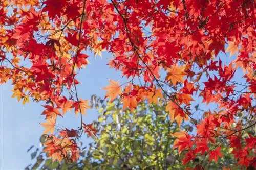 Японский клен