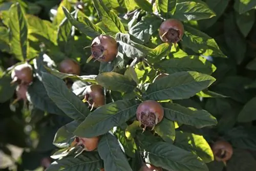 Медлары на дереве