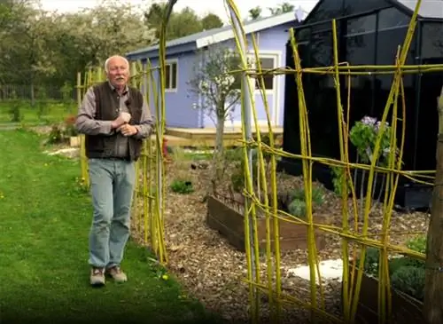 Установите живой забор в огороде с ивами