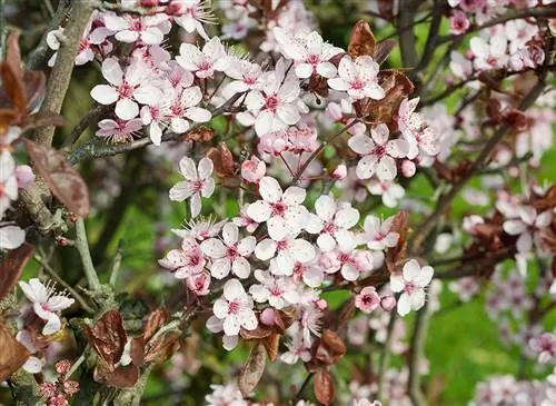 Успешно посадить Prunus pissardii