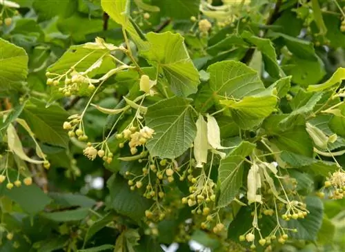 Какую липу посадить в саду: сорта и практические советы