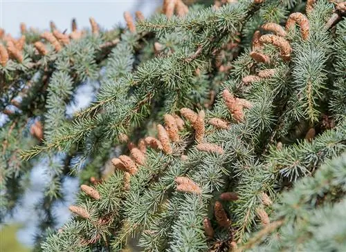 Атласский кедр: величественное хвойное дерево для установки в саду