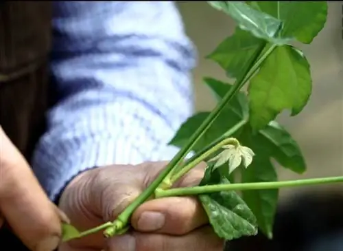 Успешно возьмите черенки тушеной аралии японской