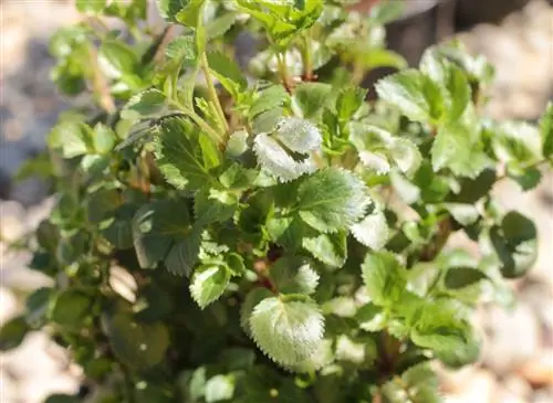 Успешное выращивание карликовой бузины черной 'Pygmy' (Sambucus nigra)
