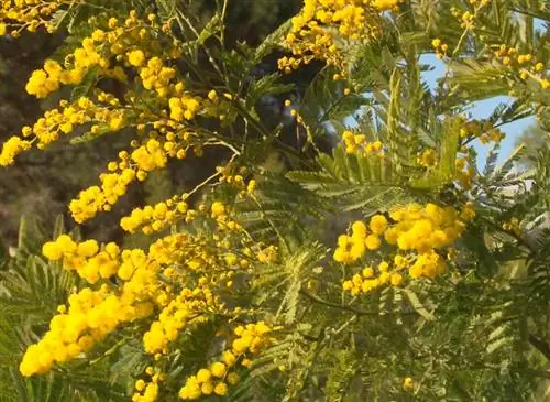 Как удачно посадить мимозу: советы и способ