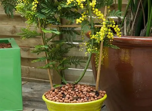 Выращивание и уход за мимозой в горшке