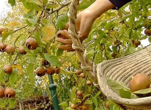 Успешный сбор мушмулы: техника и советы