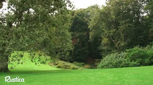 Варанжвиль-сюр-Мер: в Морвильском лесу растут редкие деревья