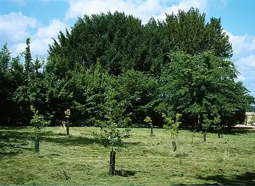 Плантация трюфельного дуба