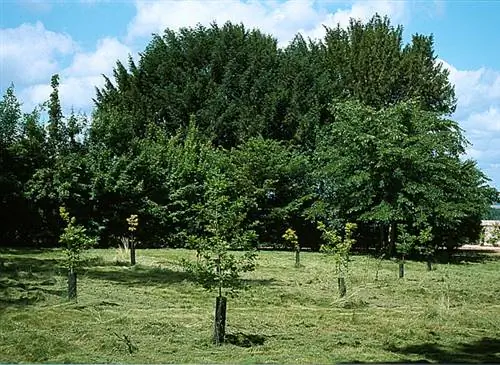 Правильные шаги по посадке микоризного трюфельного дерева