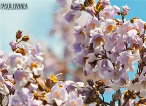 Как вырастить павловнию (Paulownia tomentosa)