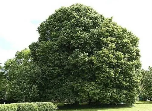 Липа сердцевидная (tilia cordata): величественная яйцевидная форма.