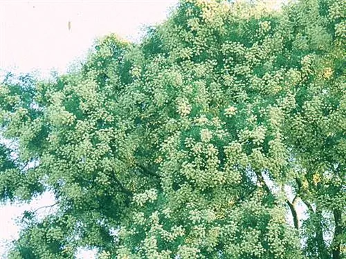 Софора японская (Sophora japonica)
