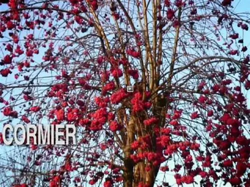 Добейтесь успеха в выращивании рябины домашней (Sorbus Domestica)