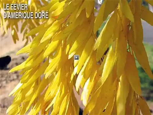 Медаранча золотая (Gleditsia triacanthos 'Sunburst')
