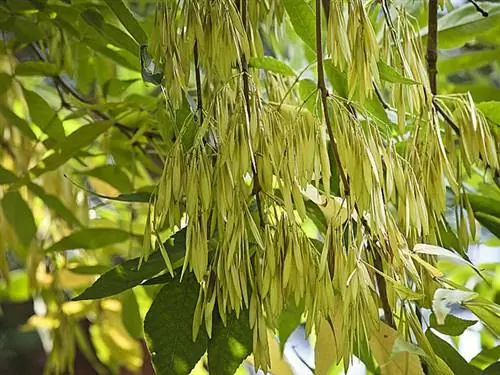 Ясень цветущий (Fraxinus ornus)