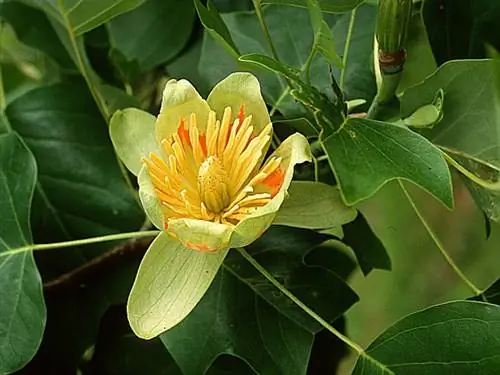 Тюльпановое дерево Вирджиния (Liriodendron tulipifera)