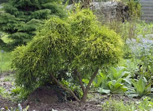 Можжевельник золотой (Juniperus chinensis) 'Pfitzeriana Aurea Можжевельник золотой (Juniperus chinensis) 'Pfitzeriana Aurea