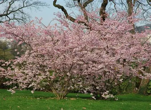 Вишневое дерево (Prunus serrulata)